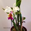 C.Ned Nash (jenmanii x dowiana aurea).